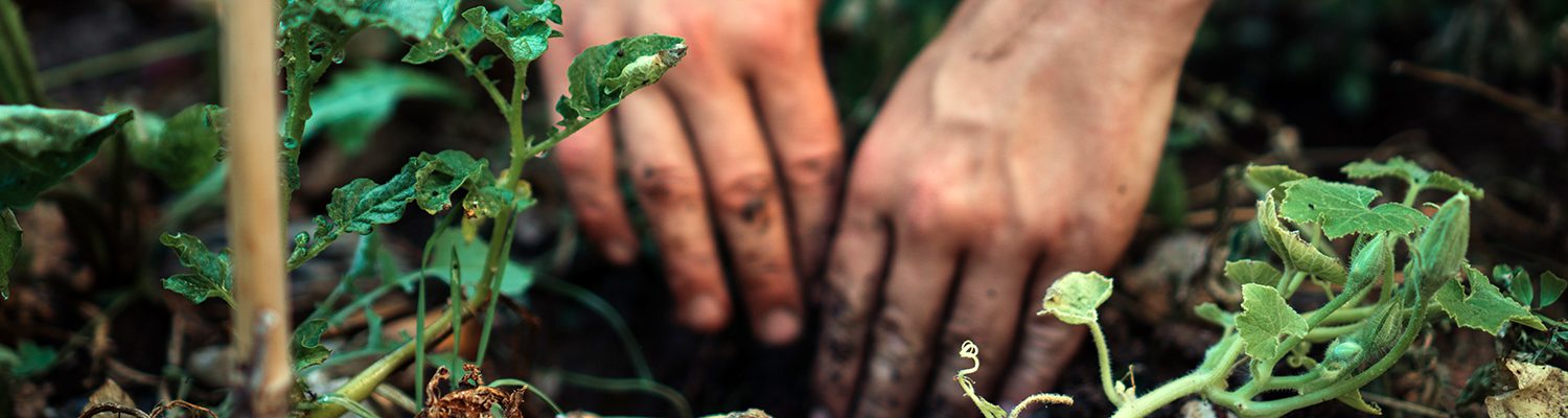 Two hands digging in a garden.