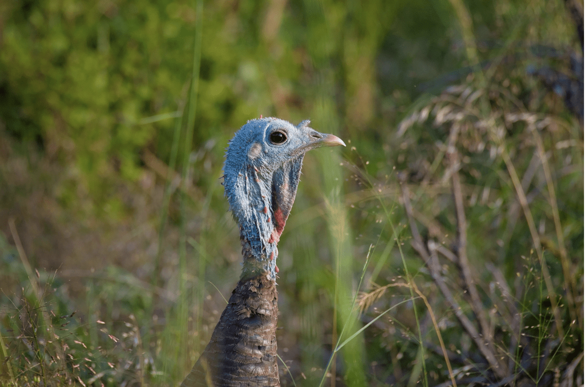 wild turkey