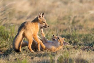 two red fox kits