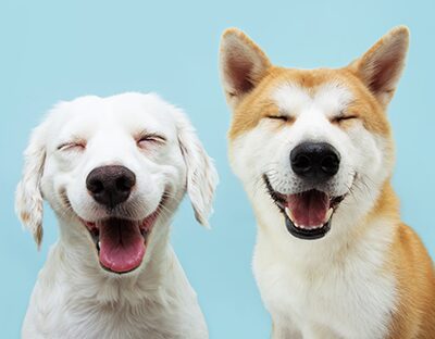 Keeping your dog a step ahead smiling dogs photo