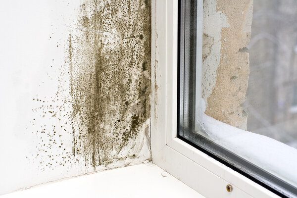 Moldy window
