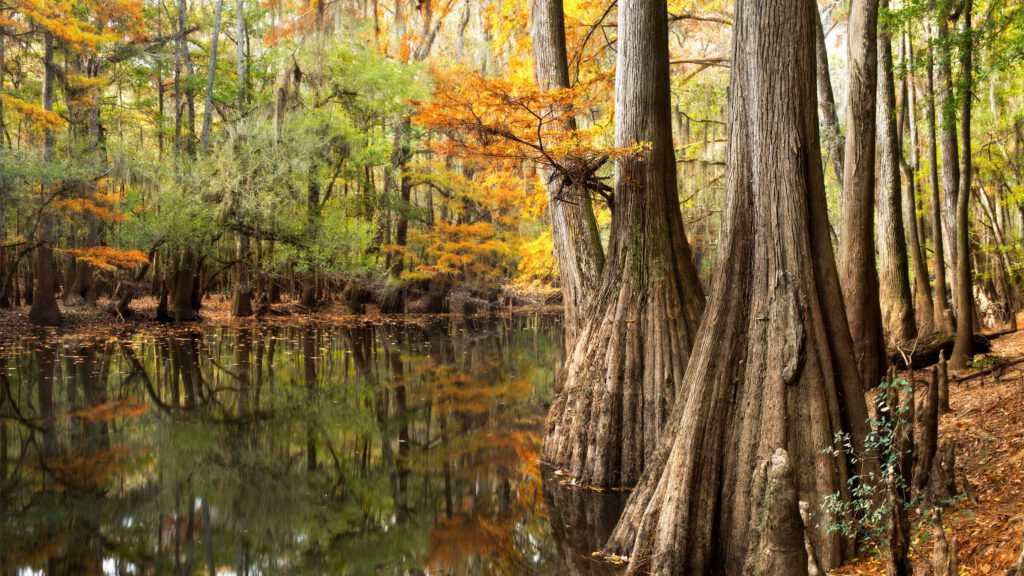 home-page-congaree-national-park